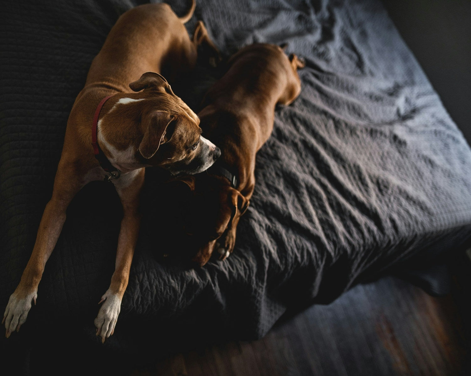 Dogs